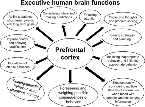 Figure 3 A diagram illustrating the developmental regulation of executive functions by the prefrontal cortex, which remains under construction during adolescence.