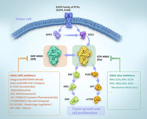 Figure 1 The activation and deactivation process of KRAS.