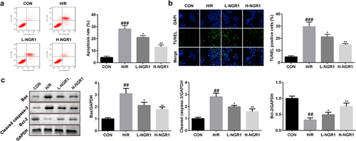 Figure 2. NGR1 inhibited the apoptosis rate of the H/R treated H9C2 cells a-b The apoptosis rate of the cells was measured with Flow cytometry and TUNEL staining. c Western blot was performed to determine the protein expression of Caspase3, Bax and Bcl-2. ##P < 0.01, ###P < 0.001 VS CON group. *P < 0.05, **P < 0.01, VS H/R group.