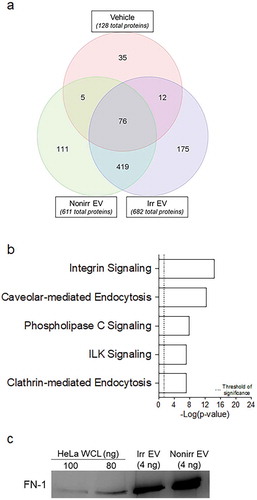 Figure 5. Proteomics of irradiated vs. non-irradiated EVs. (a) The 419 common proteins found in both EV fraction types were used as input for IPA. (b) Curated list of five of the most significantly represented pathway lists generated by IPA. Within the IPA platform, a pathway was considered statistically significant according to the proportion of pathway members present. A statistically significant p-value of 0.05 is equivalent to a – log(p = 1.35), which is indicated on the plot as a vertical dashed line, at the x-value of 1.35. (c) Western blot analysis of fibronectin-1 (FN-1) from both irradiated and non-irradiated EV fractions. HeLa whole-cell lysates (WCL) were used as positive controls. Nonirr, non-irradiated; Irr, irradiated.