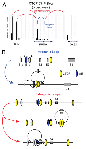 Figure 2 Models of potential CTCF-induced gene looping on the PUMA locus. (A) An adapted UCSC genome browser view of PUMA and surrounding genomic sequence displaying CTCF binding data from CD4+ T cellsCitation80 denoting potential CTCF looping sites. (B) A general schematic of potential PUMA locus intragenic and extragenic CTCF-mediated loops.