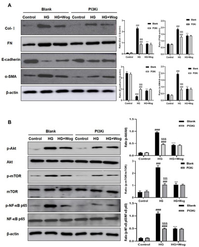 Figure 11 Inhibited PI3K and treatment with wogonin have cellular protective role. (A) Western blot analysis of Col-I, FN, E-cadherin and α-SMA in HK-2 cells. (B) Western blot analysis of p-Akt, p-mTOR, p-NF-κB p65 protein levels in HK-2 cells. Results represent means ± SEM for three independent experiments. ###p < 0.001 VS Control. ***p < 0.001 VS HG. $$$p < 0.001 VS Blank.