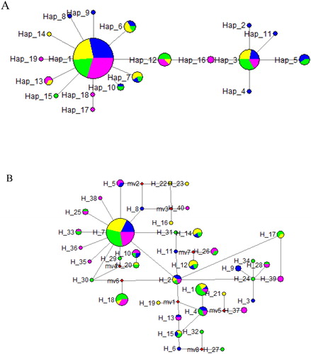 Figure 2. Haplotype network showing haplotype connections and distribution based on the cytb haplotypes (A) and D-loop haplotypes (B) of silver carp populations. Circles represent different haplotypes with relative size proportionate to its observed frequency. Colors correspond to different populations (Blue: 10SZ population; Orange: 16SZ population; Green: HG population; Pink: JY population). The number labels represent haplotypes names.
