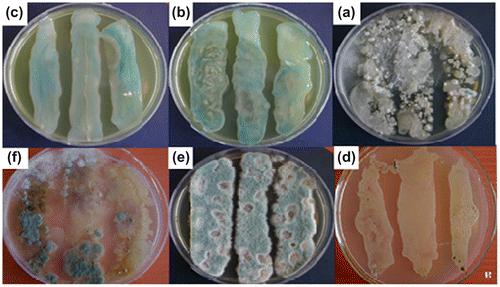 Figure 8. Bacterial and fungal colonies grown from soil water extract, 6 days after inoculation on PDA Petri plates containing, Soil as control (8a), 2(8b), 3(8c), BPA as a reference (8d), diol 5 (8e), and PUI7a (8f).