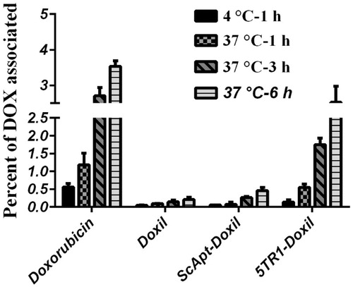 Figure 4. Liposome–cell association at different time points. C26 cells were treated with different preparations at a concentration of 100 nmol phospholipid/mL for 1, 3 and 6 h of incubation at either 37 °C or 4 °C. Then, the cells were detached, washed and lysed in acidified isopropanol and percent of doxorubicin associated with cells was measured based on the amount of doxorubicin assayed in the medium and amount of doxorubicin detected in cell lysate. Data are expressed as mean ± SD (n = 3).