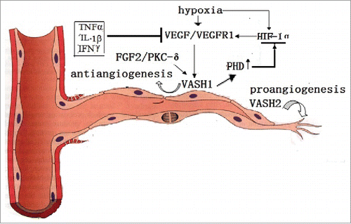 Figure 2. The VASH1 is expressed in the termination zone of vessels in order to stop angiogenesis. TNFα, TL-1β, and IFNγ stop the role of VEGF induction. The VASH2 is mainly presented at the sprout zone of vessels in order to promote angiogenesis. Under hypoxic conditions, the VEGF is up-regulated by HIF-1α. Also, VASH1 increases the PHD levels, which promotes the degradation of HIF-1α