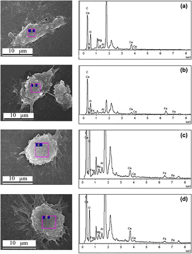 Figure 10. SEM-EDS image of the untreated (a) SMMC-7721; SEM-EDS images of SMMC-7721 after incubation with (b) MNPs, (c) FMNPs, and (d) FMNPs-BSA.