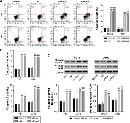 Figure 3 Knockdown of IL13Rα2 induced cell apoptosis in PTC cells.