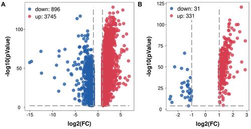 Figure 2 Volcano plot of related DEGs in STAD. (A) Volcano plot of all DEGs in STAD. (B) Volcano plot of differentially expressed RBPs in STAD.