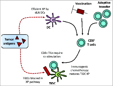 Figure 1. Tumor antigens are cross-presented by DCs residing in tumor-draining lymph nodes (DLNs) leading to expansion of endogenous tumor-specific CTLs. However, the inability of tumor-infiltrating DCs (TiDCs) to cross-present tumor antigen may lead to a lack of efficient proliferation and activation of infiltrating antigen-specific CD8+ T cells at the effector site. This failure of post-licensing within the tumor microenvironment may limit the generation of an effective antitumor immune response, explaining the failure of endogenous, vaccine-derived, or adoptively transferred CD8+ T cells to kill tumors.