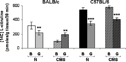 Figure 6 Hippocampal PKC regulation of NOS activity. Results show the influence of the PKC inhibitor GF109203X (G) on NOS activity in control (N) and CMS hippocampus from BALB/c and C57BL/6 mice. Results represent the mean ± SEM of eight measurements; each measurement was on the hippocampus (right + left) from a different mouse, n = 8 mice per group. **p < 0.01, ***p < 0.001 respect to basal (B).