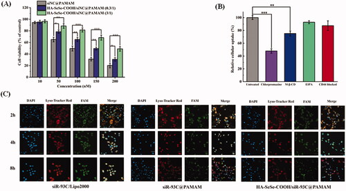 Figure 3. (A) Cytotoxicity of various concentrations of siNC@PAMAM and HA-SeSe-COOH/siNC@PAMAM in A549 cells from 10 to 200 nM. (B) Effect of different endocytosis inhibitors on the cellular uptake of HA-SeSe-COOH/siR-93C@PAMAM. (C) Lysosomal escape ability of siR-93C@Lipo2000, siR-93C@PAMAM and HA-SeSe-COOH/siR-93C@PAMAM against A549 cells, the blue fluorescence signal represents cell nucleus, red fluorescence represents the stained lysosome, and green fluorescence signal represents siR-93C which was labeled by FAM (*p < 0.05, **p < 0.01, ***p < 0.001, scale bar: 100 μm).