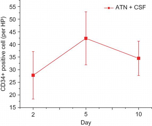 Figure 3. Counts of CD34+ cells in renal tissue in ATN+CSF group at different time points.Note: ATN, acute tubular necrosis; CSF, colony-stimulating factor.