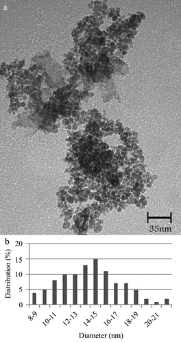 Figure 2. TEM Micrograph of the MNPs (a) and corresponding particle size distribution histogram (b)