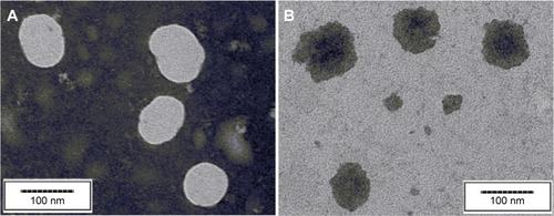 Figure 1 TEM images of the nanoparticles.Notes: (A) BSA-V-NPs, scale bar 100 nm; (B) DOX-BSA-V-NPs, scale bar 100 nm.Abbreviations: BSA, bovine serum albumin; DOX, doxorubicin; NPs, nanoparticles; TEM, transmission electron microscopy; V, vanillin.