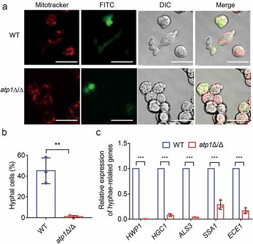 Figure 3. Deletion of the F1Fo-ATP synthase α subunit inhibits C. albicans escaping from macrophage. (a) the CLSM imaging of pretreated RAW264.7 macrophages (red) and FITC-stained WT or atp1δ/Δ cells (green) after 3 h co-culture at a 1:1 ratio. The channel settings were E x 644/Em655 (red), E x 488/Em525 (green), and DIC, respectively. Scale bar, 20 µm. These images represent the results of one of three separate experiments. (b) the percentages of WT and atp1δ/Δ hyphal cells inside macrophages were calculated using ImageJ. (c) the mRNA expression levels of the virulence-related genes HWP1, HGC1, ALS3, SSA1 and ECE1 in WT and atp1δ/Δ by the cocultured with macrophages. (b and c) the results from three separate trials were analysed by two-tailed unpaired Student’s t test and represented by the mean ± SD. **P < 0.01, ***P < 0.001.