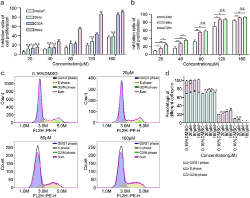 Figure 4. 6-Methoxyflavone inhibits cervical cancer cell proliferation and induces S-phase arrest in HeLa cells. A. Inhibition ratios of HaCaT, HeLa, C33A, and SiHa cells. The four cells were treated with six concentrations of 6-methoxyflavone (0.16% DMSO, 20 μM, 40 μM, 80 μM, 120 μM, and 160 μM) for 48 hours. Six replicate holes were used at each concentration level. A water-soluble tetrazolium salt-8 kit was used to measure the inhibitory effects. B. Inhibition ratio of HeLa cell proliferation. HeLa cells were treated with six concentrations of 6-methoxyflavone for 24 hours, 48 hours, and 72 hours. C. After propidium iodide staining, the distribution of HeLa cell cycle phases was measured using flow cytometry. D. The histogram shows the ratio of the HeLa cell cycle phases in Figure 3c. All experiments were performed using three biological replicates. Statistical analysis was performed using a one-way analysis of variance (ANOVA). *p < 0.05. **p < 0.01. n.s.: not significant. DMSO: dimethyl sulfoxide.