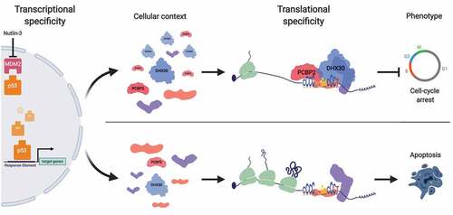 Figure 1. The RBP repertoire modulates p53-dependent cell fate. The p53 sequence-specific transcription factor controls a vast network of direct targets genes by binding to variations of Response Element (RE) binding sites. This multifunctional p53-transcriptional network can be modulated at the translational level, for example by PCBP2 and DHX30 targeting the CGPD-motif depending on their relative levels of expression, to influence cell fate.