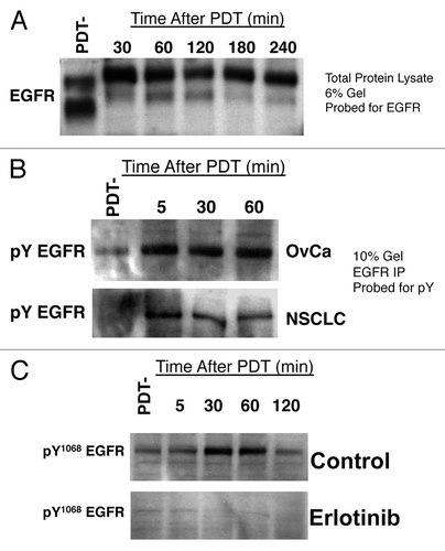 Figure 1. BPD-mediated PDT induces EGFR tyrosine phosphorylation. (A) OVCAR-5 cells were incubated with BPD at 100 ng/ml liposomal BPD and PDT using 0.5 J/cm2 of 690 nm light. At the indicated time following PDT, cells were lysed in denaturing lysis buffer and western blot analysis was performed using EGFR antibodies. PDT-indicates sham treatment with 0 J/cm2 light exposure. (B) OVCAR-5 cells (top panel) or H460 cells (bottom panel) were treated as above and lysed in ice cold RIPA buffer by sonication using a micro-tip sonicator for 15 10s cycles at 33% duty. EGFR was immunoprecipitated using a polyclonal antiserum and Protein-G sepharose, the resultant immune complexes washed extensively and protein complexes were resolved by SDS-PAGE. Tyrosine phosphorylated EGFR was detected by western blotting with an anti-phosphotyrosine antibody. (C) OVCAR-5 cells were treated as above with overnight pretreatment with 4µM erlotinib or carrier (1:100,000 DMSO) and lysed in denaturing, reducing buffer at the indicated time. Phosphorylated EGFR was detected using an antibody specific for EGFR tyrosine phosphorylation at residue Y1068. All results in this figure are representative of experiments performed in triplicate.