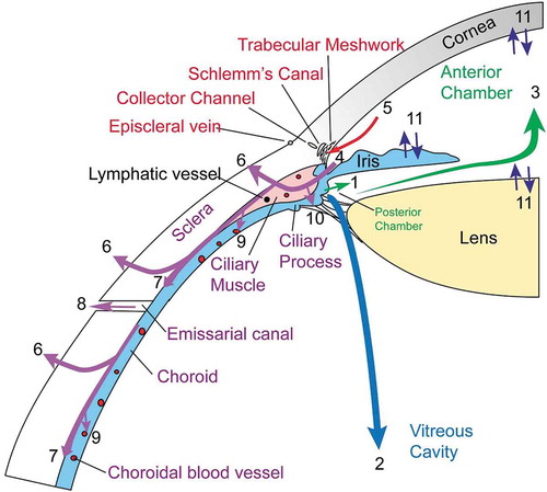 Figure 1. Aqueous humor dynamics