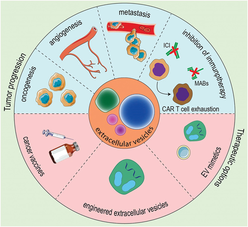 Extracellular vesicles contribute to cell signaling in various stages of tumor progression including oncogenesis, angiogenesis, and metastasis. They are also capable of inhibiting immune responses and impairing immunotherapies. However, their distinctive characteristics are currently used to produce therapeutic nanoparticles such as novel cancer vaccines, engineered EVS, and EV mimetics. EV: extracellular vesicle; ICI: immune checkpoint inhibitor; MAB: monoclonal antibody