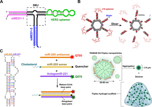 Figure 5. RNA nanostructures for visualization and delivery of RNAi drugs in tumours. A) the pRNA-based 3WJ nanoscaffold designed by Zhang and co-workers was functionalized with an anti-HER2 aptamer and two siMED1 sequences to target tamoxifen-resistant breast cancer [Citation175]. B) The RNA nanoring reported by Afonin et al. embedded six siRNAs to achieve improved gene knockdown [Citation177]. C) The miRNA-based stable triplex reported by Conde et al. could multimerize onto PAMAM molecules causing aggregation and formation of µm-sized NPs, which were subsequently embedded into dextran to form a hydrogel designed for the slow release of RNAi drugs [Citation180]. Figures are adapted from the cited articles and partially created with BioRender.com.