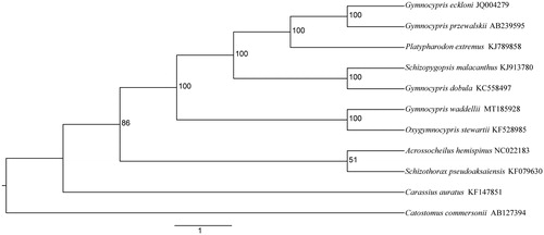 Figure 1. The maximum likelihood tree of the Gymnocypris waddellii and 10 other fish species.
