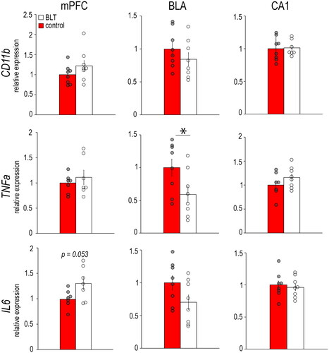 Figure 1. Levels of mRNAs for the microglia marker CD11b and pro-inflammatory cytokines TNF-α and IL6 in the mPFC, BLA, and CA1 of female grass rats exposed to BLT or control red light. Data are shown as Means ± SEMs, n = 8/group. *p < 0.05. Controls are set to 1.0.