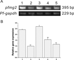 Figure 3. Pfmg2 gene expression pattern in P. fucata. (A) RT-PCR for analysis of pfmg2 gene expression in five tissues from P. fucata: 1, mantle; 2, foot; 3, adductor muscle; 4, gill; 5, viscera; gapdh was included as a positive control. The pfmg2 DNA PCR product is 395 bp in length, and Pf-gapdh is 229 bp. (B) 1, mantle; 2, foot; 3, adductor muscle; 4, gill; 5, viscera. Data are expressed as means ± SE from all experiments, as indicated **p <  0.01.