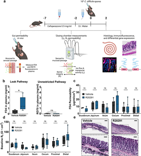 Figure 2. Intestinal permeability is increased in vivo via the leak pathway during infection.