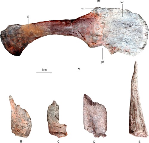 FIGURE 5. A, lateral view of right scapula and coracoid referred to Bashanosaurus primitivus (CLGPR V00006-1) from the Middle Jurassic of China. B, C, E, dermal armor referred to Bashanosaurus primitivus (CLGPR V00006-1) from the Middle Jurassic of China. D, dermal armor referred to Bashanosaurus primitivus (CLGPR V00006-2) from the Middle Jurassic of China. B–D, lateral view of plates; E, lateral view of spine. Abbreviations: ap, acromial process; bl, scapula blade; cor, coracoid; glf, glenoid fossa; pp, scapula proximal plate.