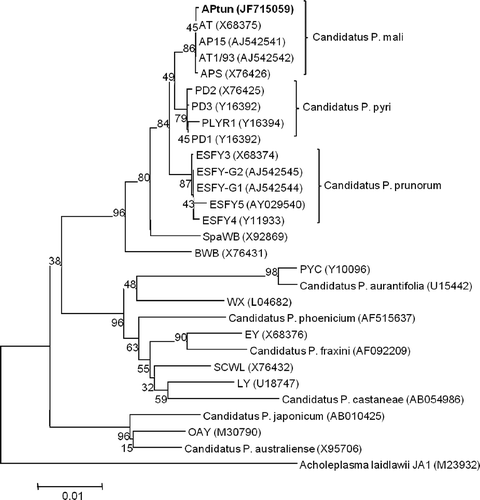 Fig. 4. Phylogenetic tree constructed by using the neighbour-joining method with 16S rDNA sequences from strain (APtun) detected in plum decline in Tunisia (bold), strains of ‘Candidatus P. pyri’ (PD1–PD3 and strain PYLR1 from PYLR phytoplasma), ‘Candidatus P. mali’ (AP15, APS, AT and AT1/93) and ‘Candidatus P. prunorum’ (ESFY-G1, ESFY-G2, ESFY3–ESFY5) and 14 reference phytoplasmas. Acholeplasma laidlawii was used as the outgroup.