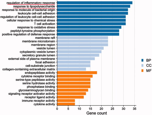 Figure 5. Gene Ontology enrichment analysis of Qiangli Wuhu mixture used to treat pneumonia. BP: biological processes; CC: cell component; MF: molecular function.