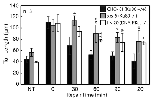 Figure 4. Evaluation of DNA repair kinetics of CHO-K1 (wild type), xrs6 (Ku80−/−) and irs20 (DNA-PKcs−/−) exposed to 100 Gy IR. All cell types and repair times conducted on a single CometChip with data representing median comet tail lengths (μm) from at least 50 comets. Error bars represent standard deviations of three independent experiments. Symbols indicate a significant difference compared with wild type according to t-test: *p < 0.05, **p < 0.005