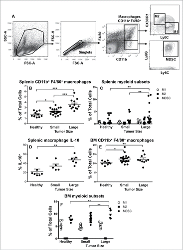 Figure 3. MDSCs dominate the spleens and bone marrow of mesothelioma-bearing mice. C57BL/6J mice were inoculated s.c. with 5 × 105 AE17 tumor cells. Spleens and BM collected from mice with small (15.4 ± 2.8 mm2) or large (113.4 ± 8.4 mm2) tumors were stained for macrophage subsets and MDSCs. After gating on CD11b+F4/80+ macrophages (Fig. 3A) CD11b+F4/80+Ly6ChiCX3CR1lo M1 cells and CD11b+F4/80+Ly6CloCX3CR1hi M2 cell were identified. Gating on CD11b+F4/80lo cells was used to identify spleen and BM MDSCs (CD11b+F4/80loLy6C+Ly6G+; Fig. 3A). Data from healthy control mice (n = 10); small tumor-bearing (n = 20); and large tumor-bearing mice (n = 12) shows CD11b+F4/80+ macrophages in spleens (Fig. 3B) and BM (Fig. 3E), splenic CD11b+F4/80+ macrophage intracellular IL-10 production (Fig. 3D, n = 5–7/group), as well as splenic and BM macrophage subsets (Figs. 3C and F, respectively). Data is shown with each point representing an individual mouse, the line shows the mean ± SEM. *p < 0.05, **p < 0.01, ***p < 0.001.