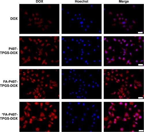 Figure 9 DOX uptake.Notes: SKOV3 cells cultured on glass coverslips were treated with DOX for 4 hours. Images were acquired and merged with Hoechst 33342 images. Asterisk in the last row refers to cells cultured in the FA-free medium. Scale bars =50 μm.Abbreviations: DOX, doxorubicin; FA, folic acid; P407, poloxamer 407; TPGS, D-α-tocopheryl polyethylene glycol succinate.