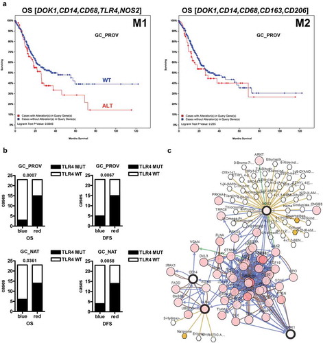 Figure 2. Alterations in DOK1 and genes related to inflammatory macrophages predict poor prognosis in gastric cancer. (a), Kaplan Meier survival analysis. Files were retrieved from the cBioportal of Cancer Genomics data set: [Gastric Adenocarcinoma, TCGA, Provisional (n = 478 cases), abbrev. GC_Prov (Table S7)]. The correlation of DOK1 with M1 vs. M2 gene alterations to overall survival (OS) was calculated using log rank tests as depicted in the graph. (b), Predominance of TLR4 gene mutations in gastric cancer patients with reduced overall survival (OS) and disease-free (DFS)/progression-free (PFS) survival (n = 23 per group, *p < .05, Fisher Exact test) as evinced in (a). Data were from cBioportal: [GC_Prov] and [Gastric Adenocarcinoma, TCGA, Nature (n = 295 cases), abbrev. GC_Nat]. Legend: Blue line = unaltered cases with favorable prognosis; Red line = altered cases with gene alterations and poor prognosis. (c), DOK1 is part of a drugable gene interaction network in macrophages. Prediction of a 4-gene interaction network based on the data set: [GC_Prov]. DOK1, CD14, NOS2, and TLR4 represent nodes (black circles) which are targeted by clinically approved drugs (yellow diamonds) and other natural compounds or chemicals (white diamonds).