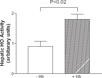 Figure 3. Hepatic HO activity in animals with (+Hb) or without HS (−Hb) resuscitation. HO activity assayed at 24 h after HS resuscitation showed a significantly higher HO activity than that of non-HS resuscitation. (P< 0.02, Student's t-test, N = 3 each).