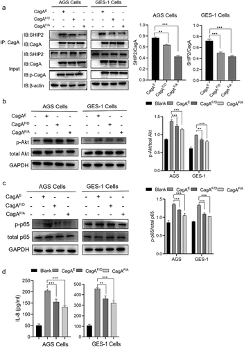 Figure 8. Verification of role of residue Phe in CagAE-SHIP2 interaction by cell infection assays. (a) Immunoprecipitation analysis of CagAE and its mutants (CagAF/D and CagAF/A) with SHIP2 in infected cells. Antibody against CagA was used as IP antibody, antibody against SHIP2 was used to reveal the amount of SHIP2 interacted with CagA. (b) Western blotting indicating activation of Akt pathway in infected cells. (c) Western blotting detecting the phosphorylation level of p-65 to indicate the activation of NF-κB pathway in infected cells. (d) Secretion of IL-8 by infected cells. Error bars represent means ± SD, **indicates p < 0.01, ***indicates p < 0.001. The other notes represent the same meaning as above.