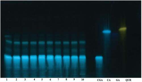 Figure 1. HPTLC chromatograms of soluble polyphenols in ten different green coffee bean extracts (35 mg mL−1) together with standard solutions (1.0 mg mL−1) of chlorogenic acid (CGA), caffeic acid (CA), gallic acid (GA) and quercetin (QUR). The samples are: Kaffa (1), Jimma (2 and 3), Wollega (4), Sidama (5 and 6), Yirgachefe (7), Benishangul (8), Finoteselam (9) and Harar (10)
