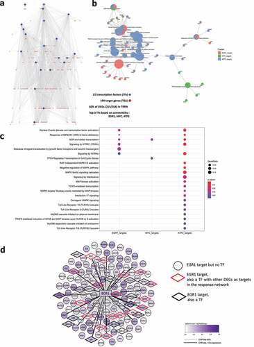 Figure 4. Transcriptional regulatory response network following UC microbiota stimulation. (a) Visualization of the transcriptional regulatory response network (TRRN) of UC epithelial cells following UC microbiota exposure. In the network, 21 transcription factors and 194 target genes were identified. Sixty percent of the overall differentially expressed genes are involved in this network. The top 3 transcription factors based on connectivity in the network are EGR1, MYC and ATF3. (b-c) Visualization of functions and pathways in which the top 3 transcription factors are involved. (d) EGR1 acts as a master upregulated by upregulating <101 genes and 32 other transcription factors following UC microbiota exposure on UC epithelial cells. Seventeen of the 32 EGR1 targeted transcription factors also regulated other DEGs in the response network.