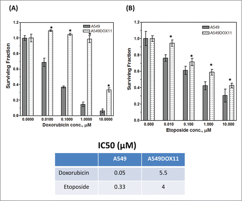 Figure 1. Sensitivity of A549 and its doxorubicin-resistant variant A549DOX11 to doxorubicin and etoposide. Cells were exposed to either vehicle (DMSO), doxorubicin or etoposide (0.01 – 10 μM) for 48 h. Cells were fixed, stained with sulphorhodamine-B (SRB) and the optical density was measured spectrophotometrically. (A) sensitivity of both cell lines to doxorubicin, (B) sensitivity of both cell lines to etoposide. Each point is the mean ± SEM of 6 separate experiments. *, significantly different from the parental cells A549 (P < 0.05)