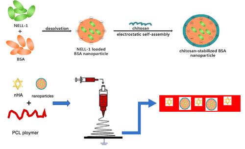 Figure 1 Schematic illustration of the fabrication of composite electrospun scaffolds loaded with chitosan-based nanoparticles and nHA.