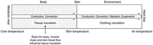 Figure 1. Schematic representation of a biophysical heat balance model. From left to right, heat balance is satisfied when metabolic heat production equals heat loss. The temperature gradient between the core and skin temperature is determined by metabolic rate and tissue insulation. Likewise, the temperature gradient between skin and air temperature is determined by heat loss and clothing insulation. Note that metabolic heat production also occurs in tissues, not only in the body core. Source: Kingma and van Marken Lichtenbelt (Citation2015).