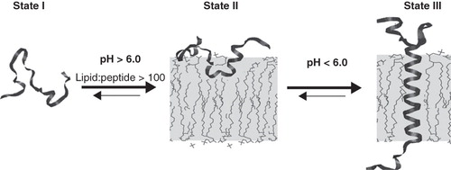Figure 2. The three major states of pHLIP at a concentration of < 30 μg/ml are illustrated: Unstructured and soluble in water at pH > 7 (state I); unstructured and bound to the surface of a lipid bilayer at the same pH and at a lipid:peptide molar ratio >100 (state II); and inserted across the bilayer as an α-helix at low pH (state III). The Figure is taken from Reshetnyak et al. (Citation2007).