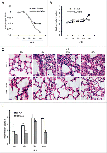 Figure 5. Gprc5a-ko/SPC-SR-IκBα mice are resistant to endotoxin-induced pulmonary edema and injury. (A) Body weight of Gprc5a-ko (5a-KO) and Gprc5a-ko/SPC-SR-IκBα (KO/IκBα) mice (n = 3) treated with endotoxin over 48 h period. Present data are weights normalized to baseline for each animal. (B) Lung water measurements (wet:dry tissue weight ratio) in mice treated with endotoxin and in control animals over 48 h period after treatment. Wet-dry weights are normalized to the baseline values (n = 3 for each time point). (C) H&E-stained sections of lung tissue from 5a-KO and 5a-KO/IκBα mice taken before endotoxin administration (0h) and at 6 h, 24 h, and 48 h after endotoxin administration. (D) Inflammation score (IS) was used as a semi-quantitative assessment for pulmonary edema and injury.