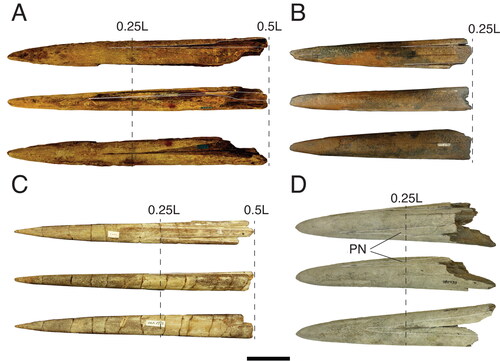 Figure 8. A–D, Istiophoridae holotypes represented by fragmented rostrums in dorsal, right lateral and ventral view; A, †Spathochoira calvertense gen et. comb. nov. (USNM 9344), holotype; B, Makaira belgica (IRSNB P1117), holotype; C, †Prototetrapturus courcelli gen et. comb. nov. (MNHN P250), holotype; D, Makaira purdyi (USNM 481933), holotype. Dashed black lines show the positions where the sections at 0.5 L and 0.25 L have been studied. White dashed lines indicates the prenasal sutures. Scale bar = 5 cm.