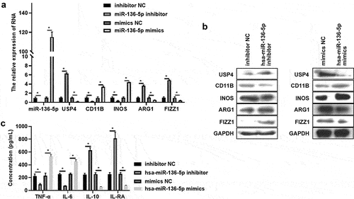 Figure 4. Has-miR-136-5p regulates USP4 expression and macrophages polarization in THP-1 induced macrophages. (a) The expression of has-miR-136-5p, USP4, CD11B, INOS, ARG1, and FIZZ1 in THP-1 induced macrophages with or without miR-136-5p inhibitor treatment were measured using qRT-PCR. (b) The expression of USP4, CD11B, INOS, ARG1, and FIZZ1 in THP-1 induced macrophages with or without miR-136-5p inhibitor treatment were determined using Western blot analysis. (c) The concentration of TNF-α, IL-6, IL-10, IL-RA in THP-1 induced macrophages (with or without miR-136-5p inhibitor treatment) supernatant were assessed using ELISA; * indicates the p value less than 0.05.