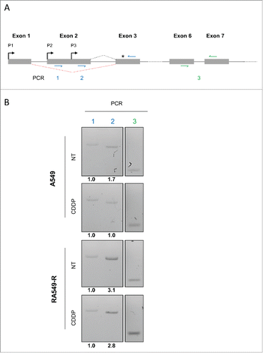 Figure 4. Alternative USP1 mRNA 5′-UTR in the resistant A549-R cells (A) Schematic representation of the 5′-region of USP1 transcript. Exons are represented as boxes. Intronic sequences are represented by solid lines. Red dotted line represents alternative splicing. Putative promoters are denoted by black arrows and the translation start site by a black stars. Position of the primers used in the PCR analysis are shown (colored arrows). (B) Total RNAs from A549 and A549-R cells treated with CDDP 30 µM or with vehicle for 16 h were analyzed by semi-quantitative RT-PCR using primers as depicted in Figure 4A. Band quantification is shown underneath blots.
