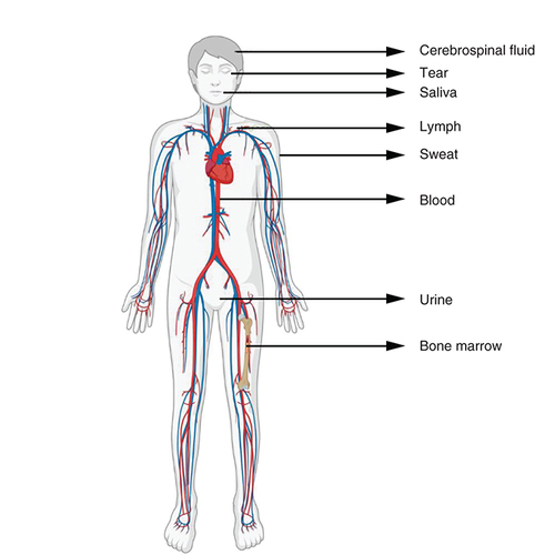 Figure 1. The various biological fluids in the human body.